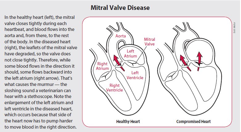 how to treat congestive heart failure in dogs