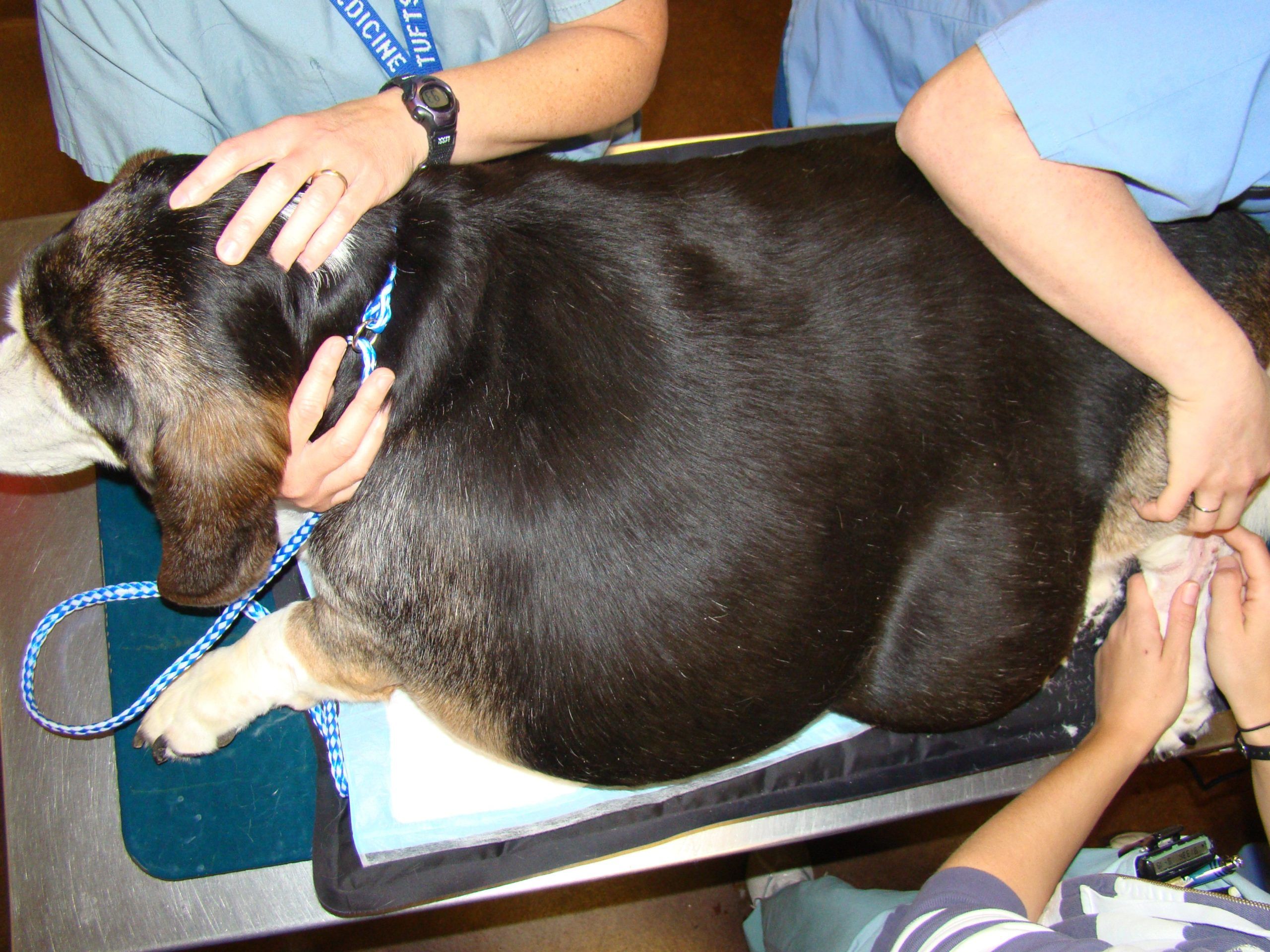 Tending To Fatty Tumors In Dogs - Tuftsyourdog