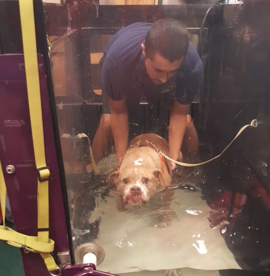 dog underwater treadmill