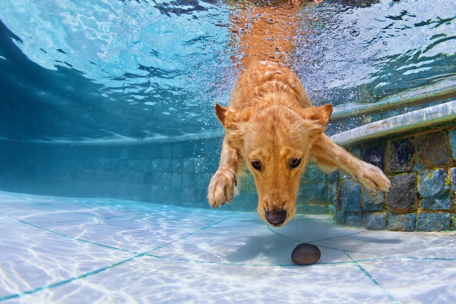 Dog Pool toys