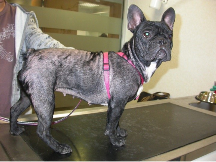 demodex mites on dogs