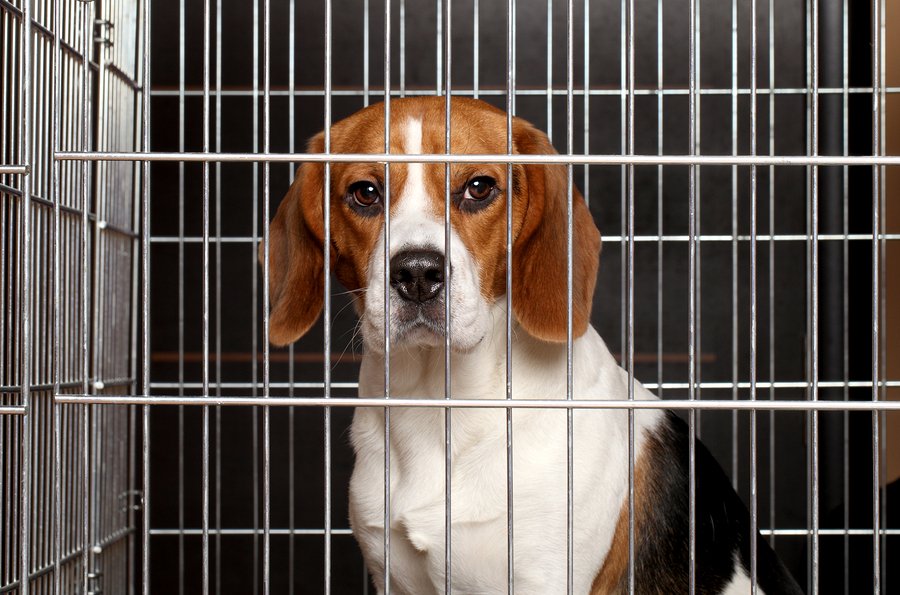 Dog in crate