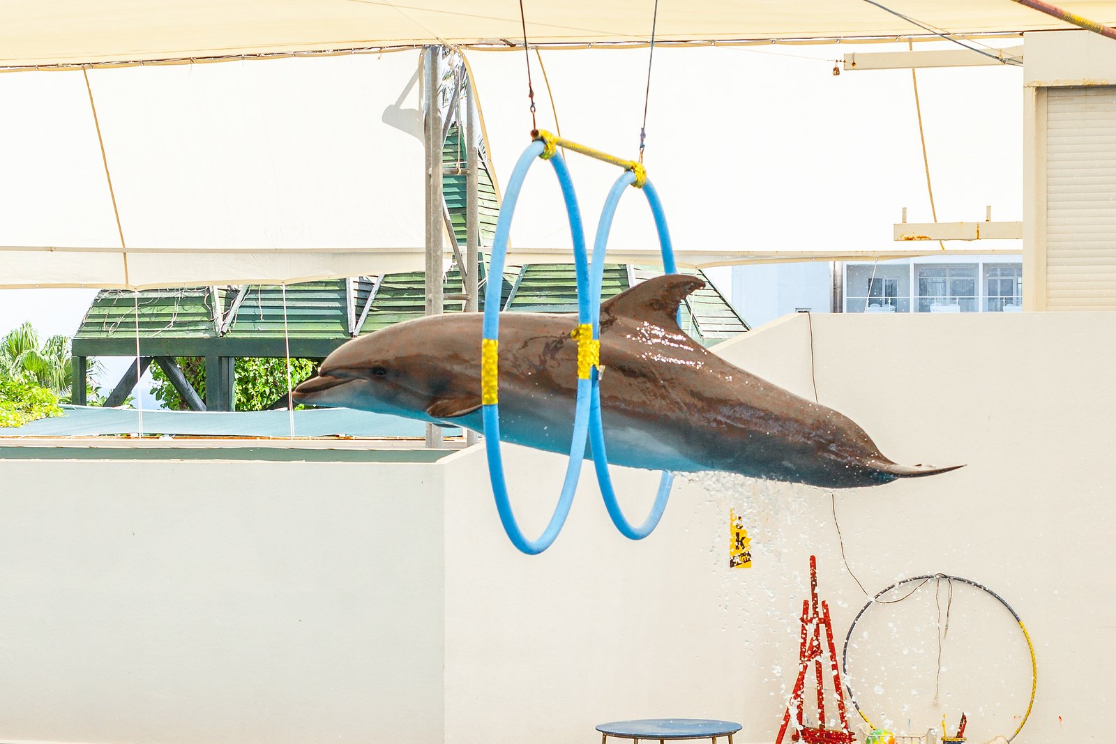 Dolphin jumping through hoop