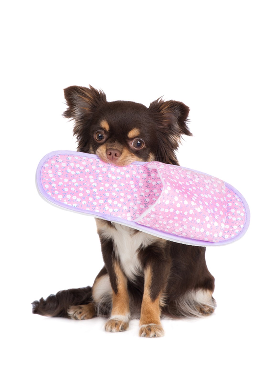 Chihuahua chewing slippers