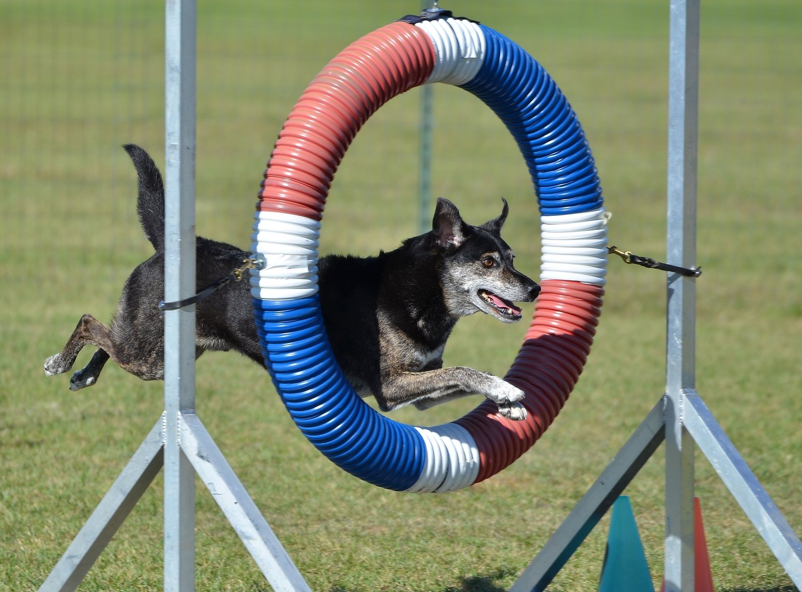 Mixed Breed Dog at agility training