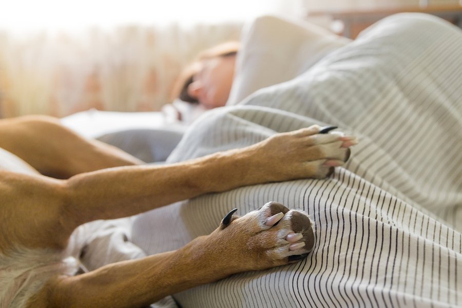 dog sleeping in bed