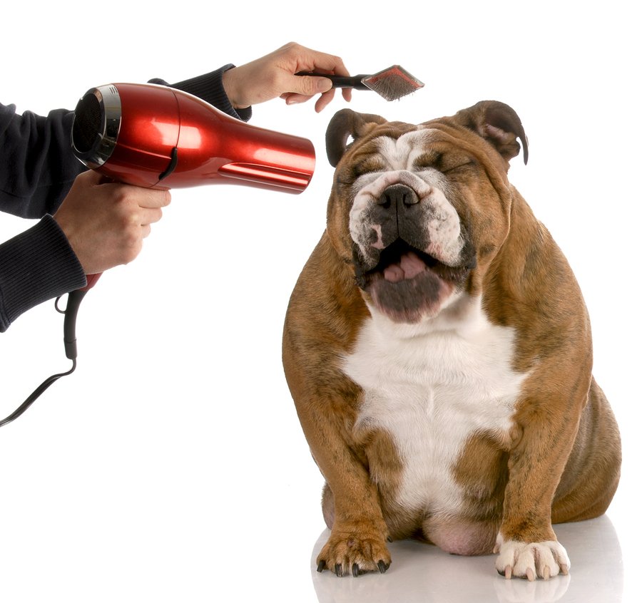 hair dryer for dogs after bath