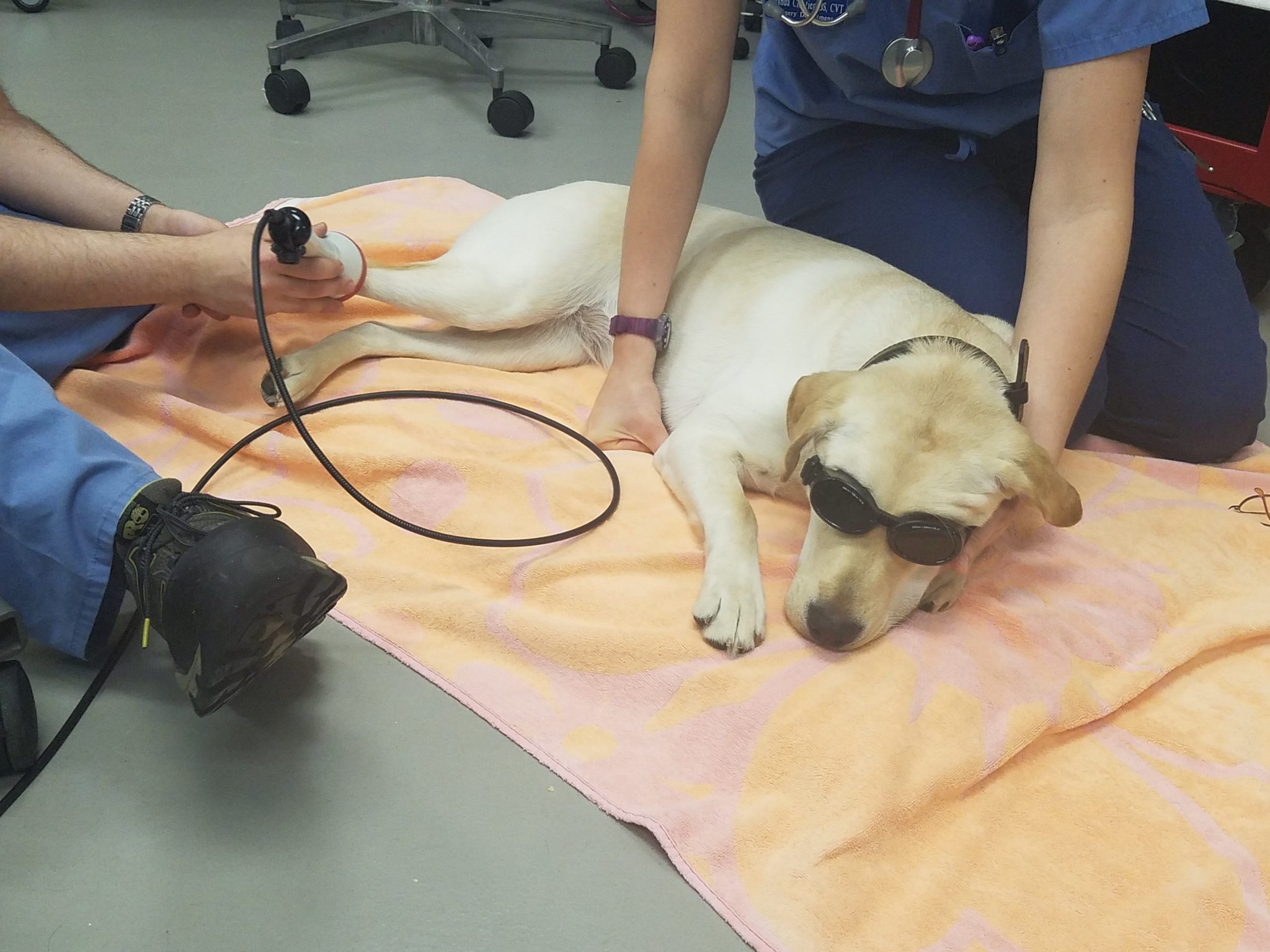 Laser Therapy for Dogs - TuftsYourDog