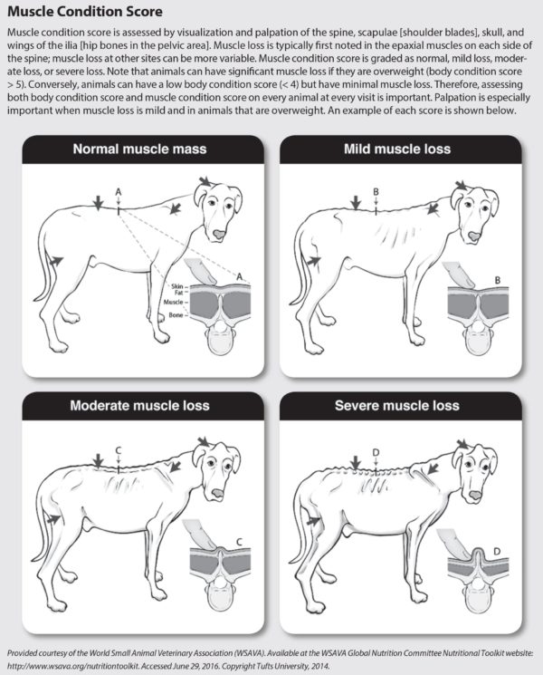 check-your-dog-s-muscle-mass-tuftsyourdog