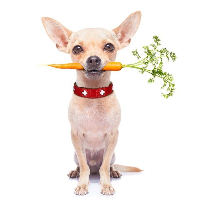 Vegetables with shop fiber for dogs