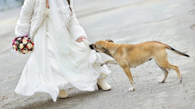 Dog in wedding