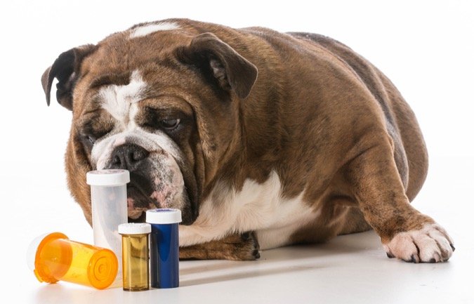 Dog besides pills