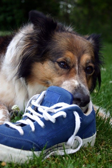 Dog with shoe