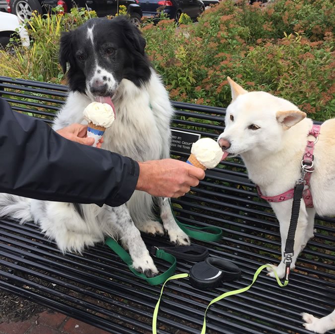 Dogs eating ice cream