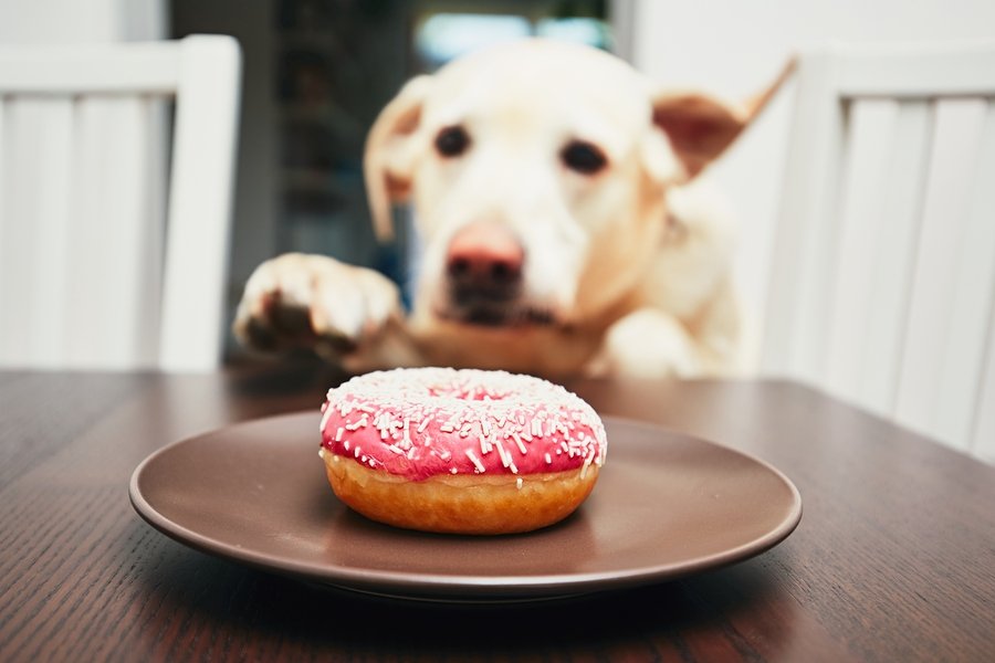 Dog and Donut