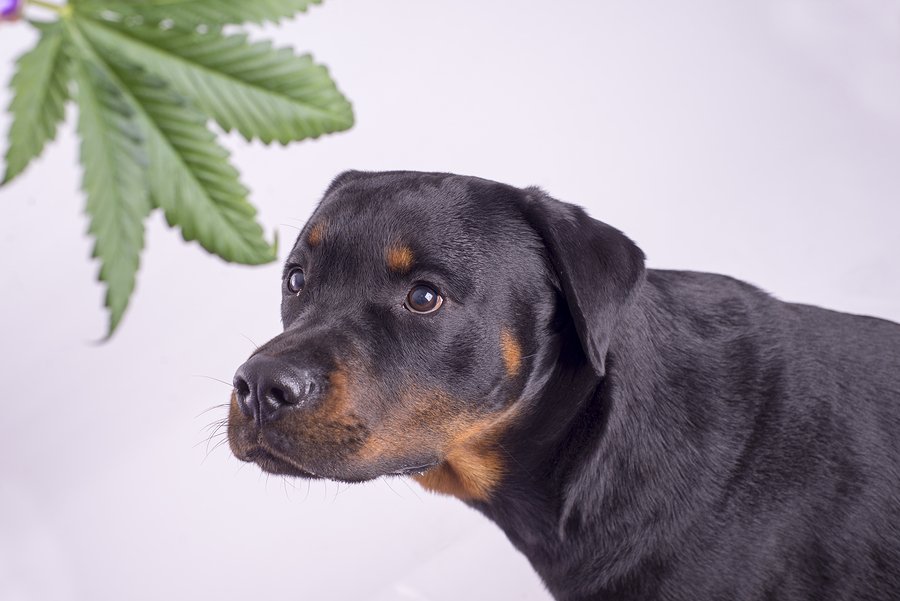 Medical Marijuana for Dogs