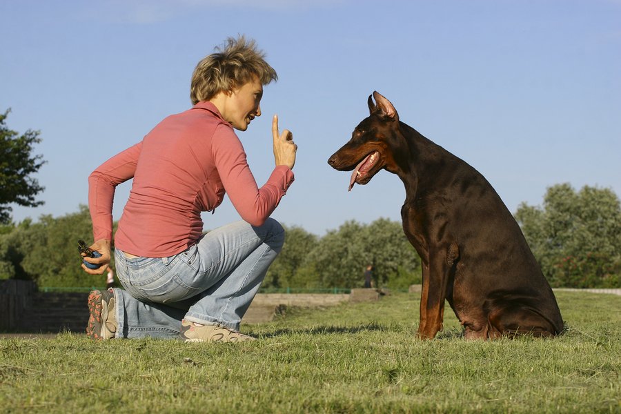 Dog behaviourist store