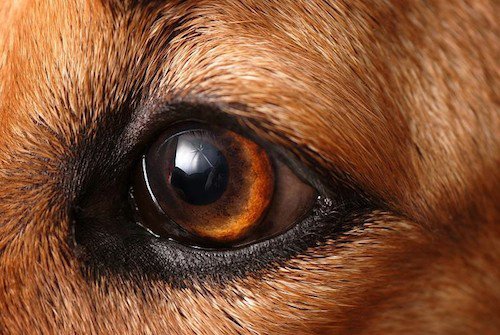 canine iris atrophy