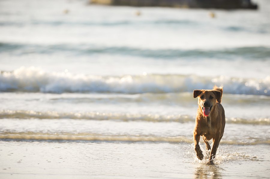 Dog at beach