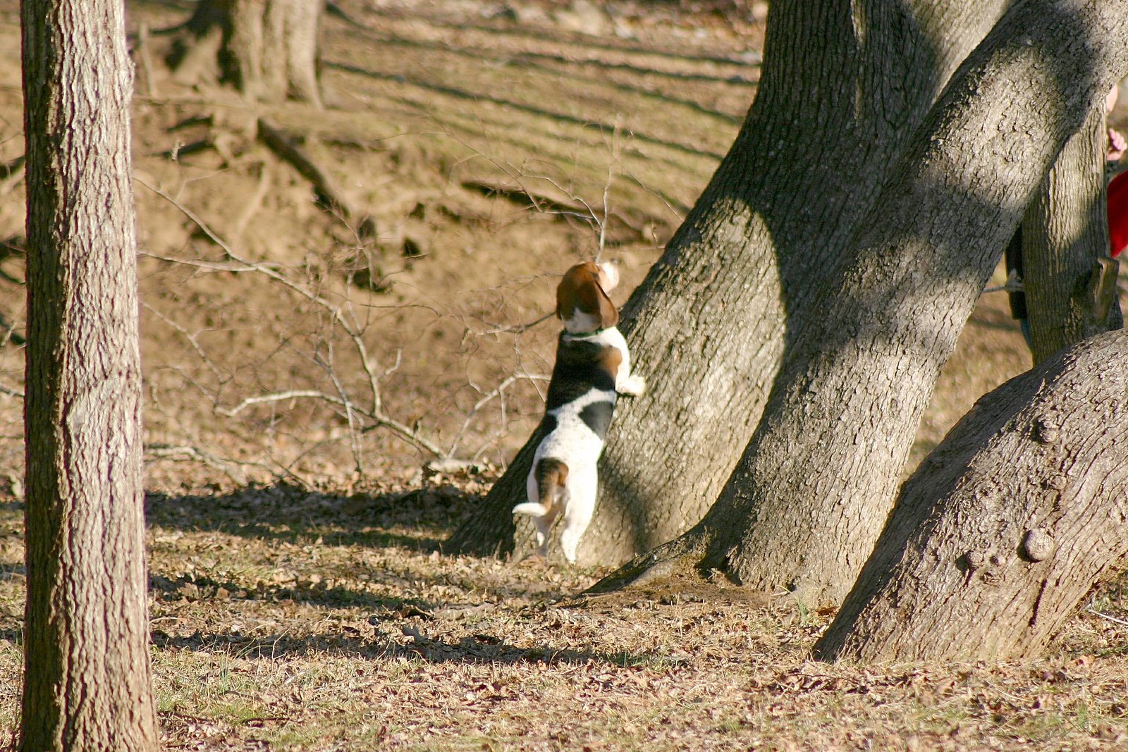 dog chasing squirrels