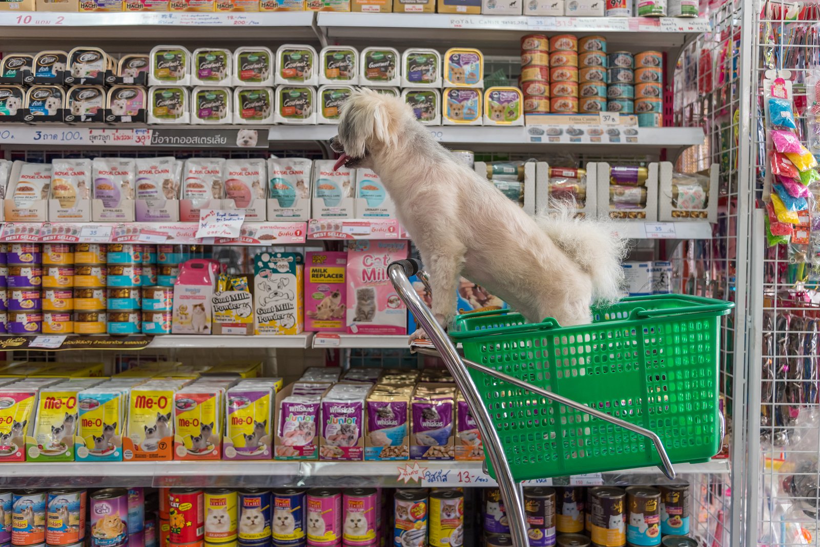 Dog grocery sale shopping