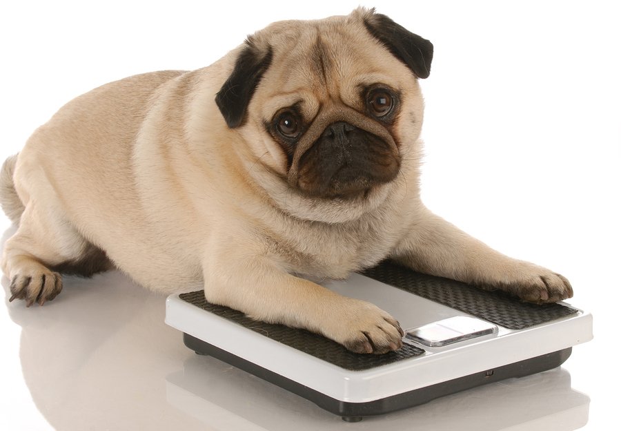 how much should i feed my dog for weight loss