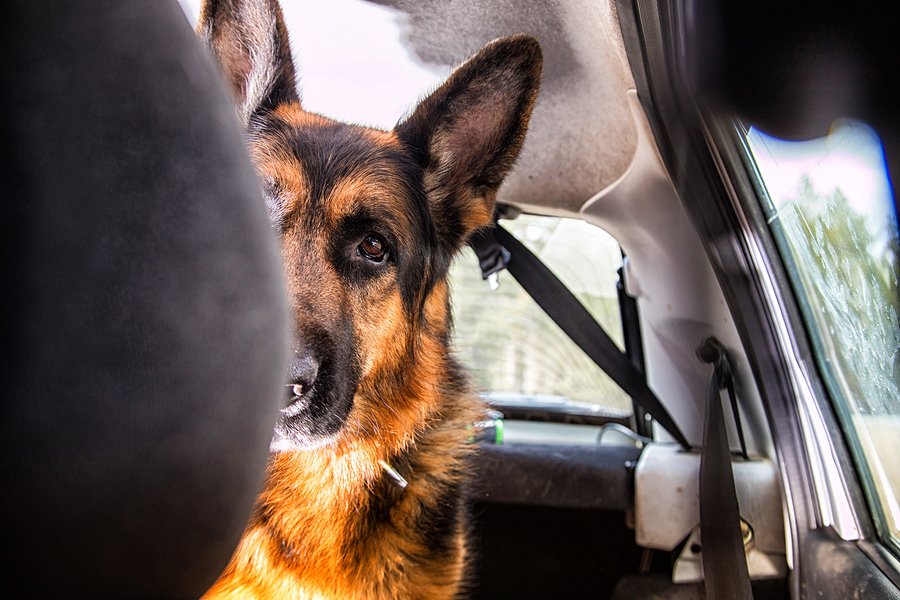 Puppy panting in car best sale