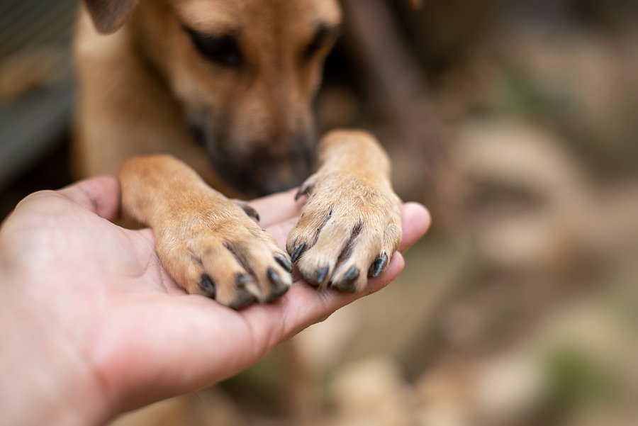 Making Sure Your Dog Puts Her Best Foot Forward Literally TuftsYourDog