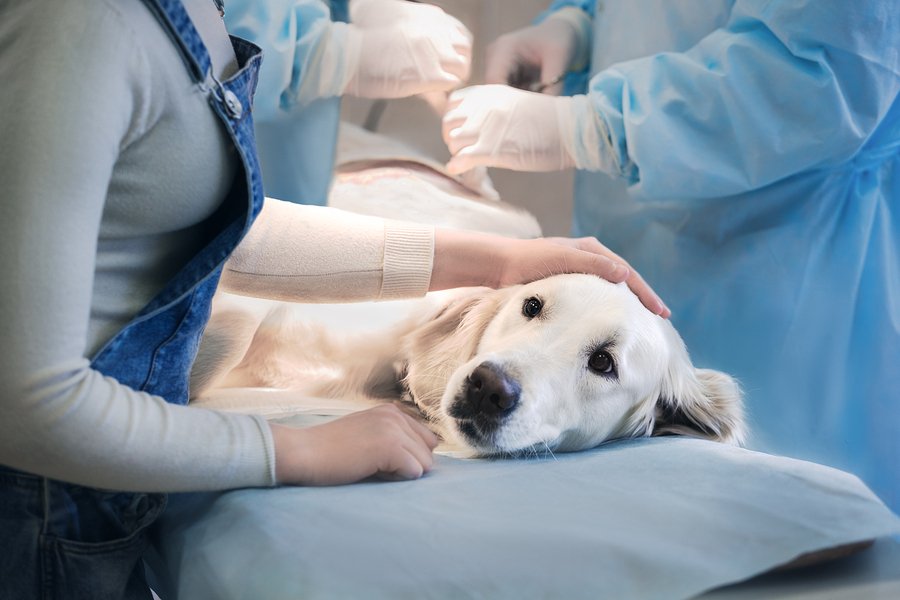 how do i know if my dog needs emergency care