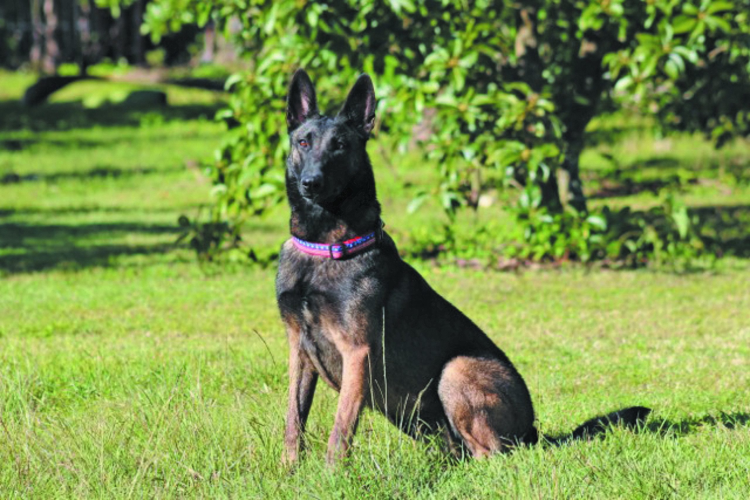 Belgian malinois