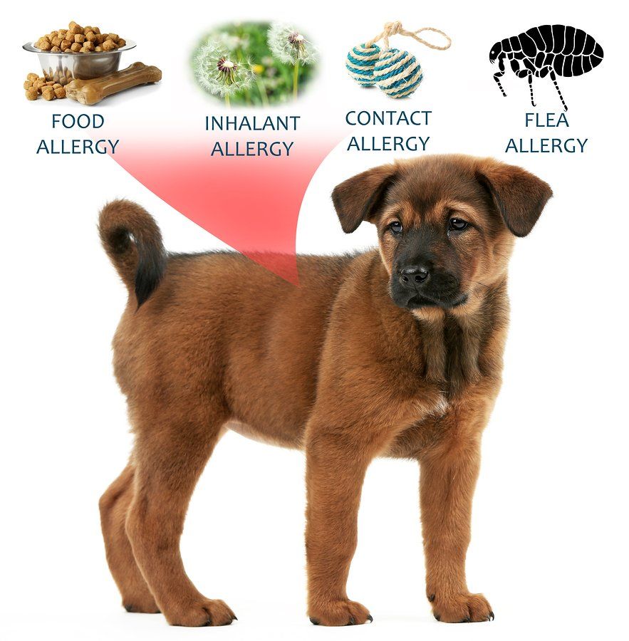 what are common dog allergies