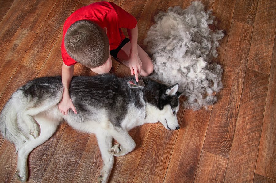 Malting hair sale dog