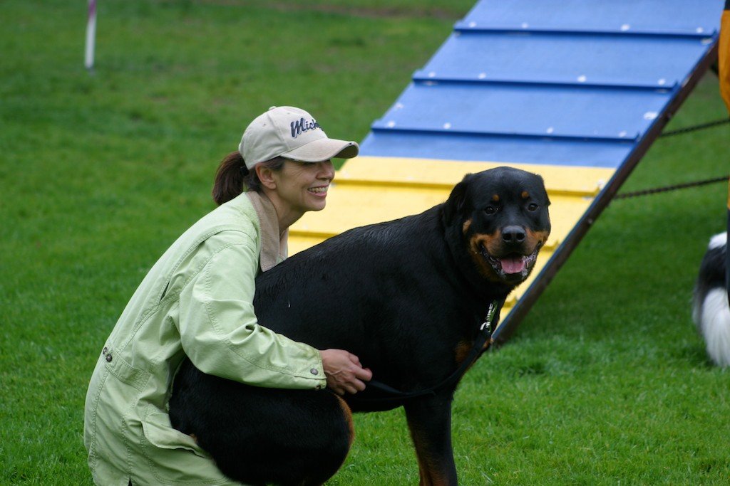 how to train a dog not to attack rabbits