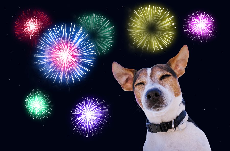 why do fireworks affect dogs