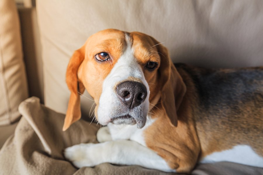 dog on couch