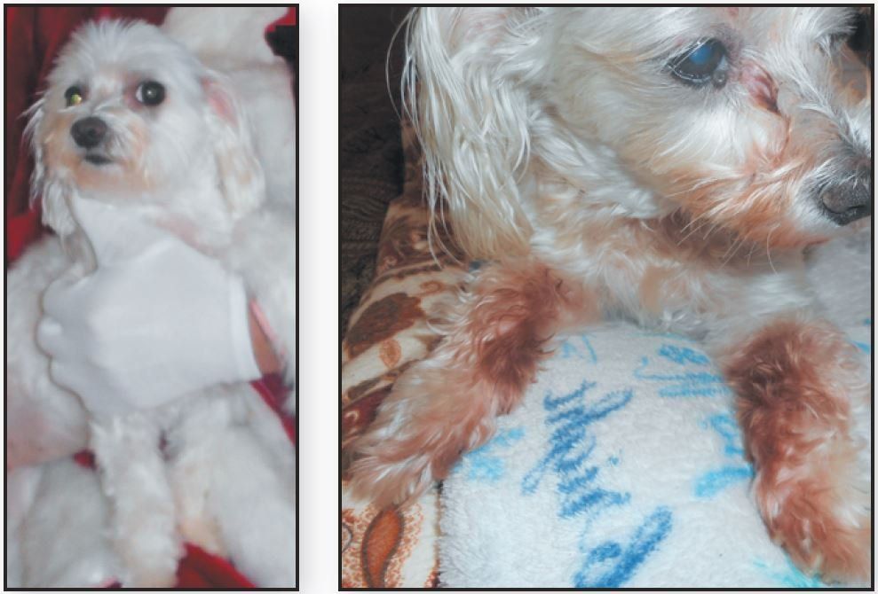 why is my white maltese turning brown? 2