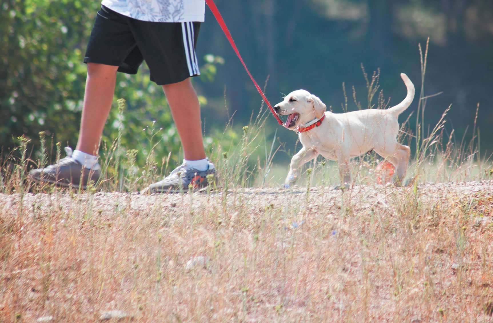 Walking my hot sale puppy