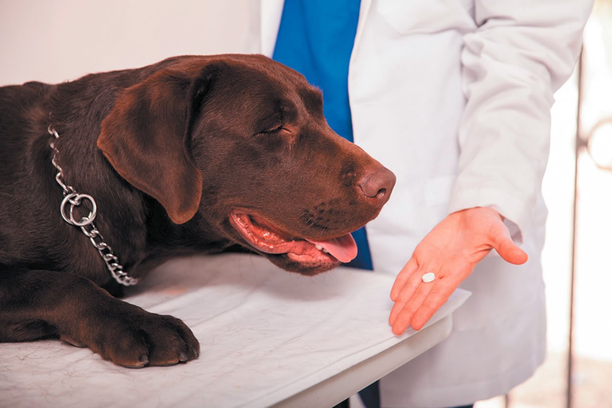 dog with veterinarian