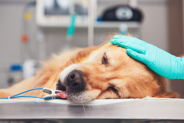dog undergoing surgery