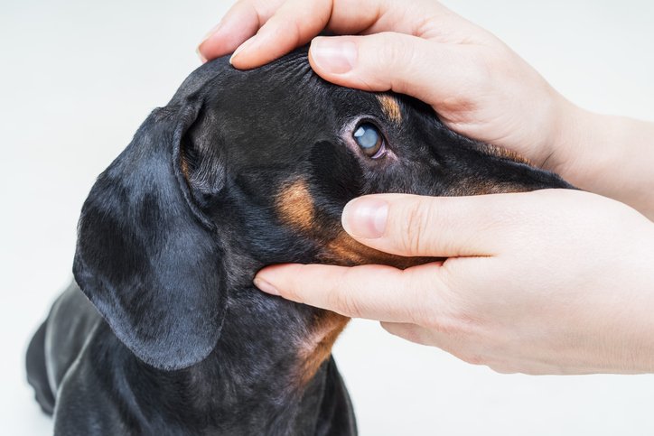 Dog with Cataract