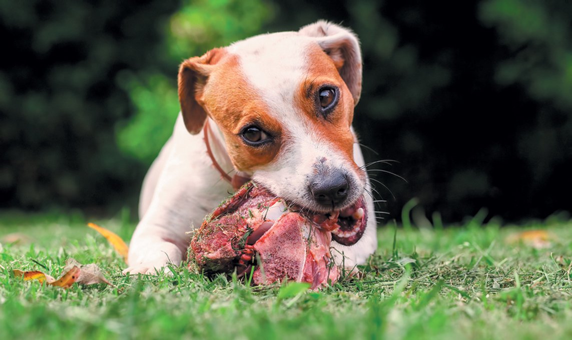 can raw meat kill a dog