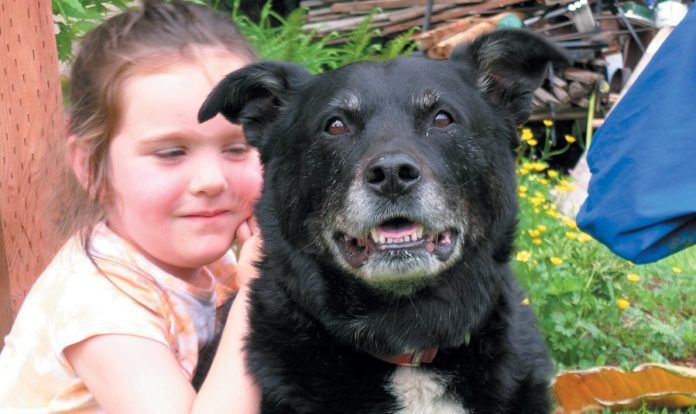 why-an-older-dog-might-be-a-better-choice-tuftsyourdog