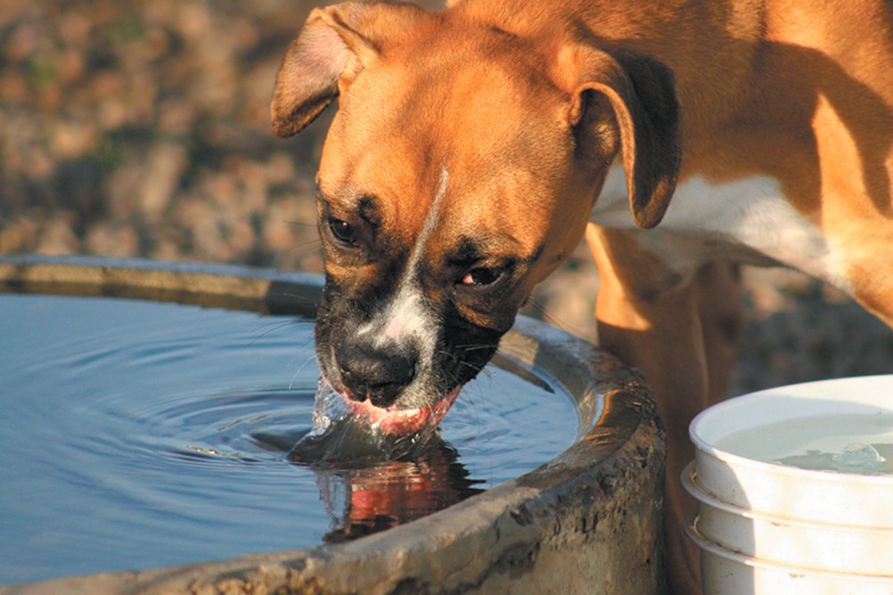 the-cost-of-having-a-dog-with-diabetes-tuftsyourdog