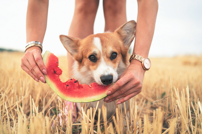 can dog food cause kidney failure