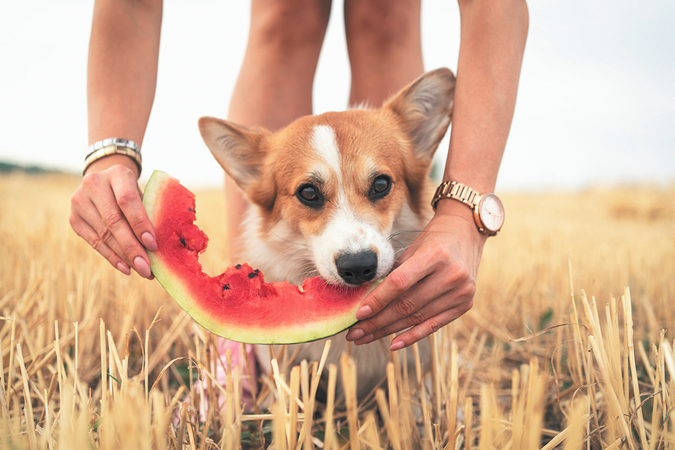 Bone broth for shop dogs with kidney disease