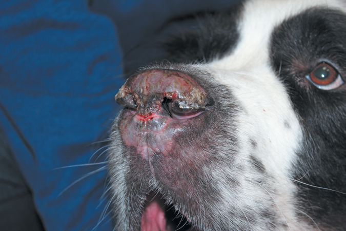 what are signs of lupus in dogs