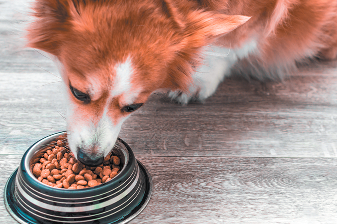 how bad is it to frequently switch dog food