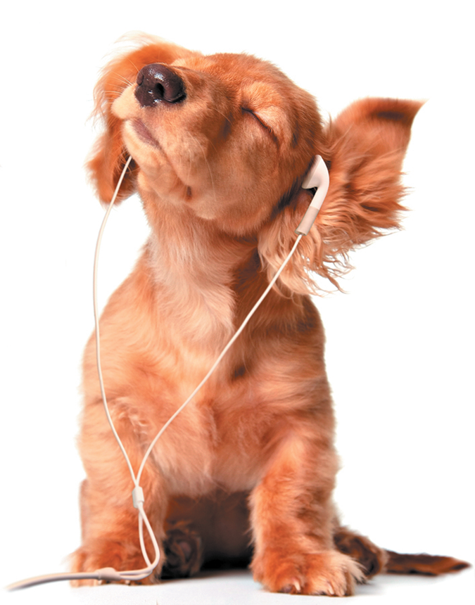 Dog music best sale dog music