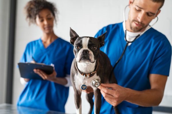 Dear Doctor: DVM or VMD? - TuftsYourDog