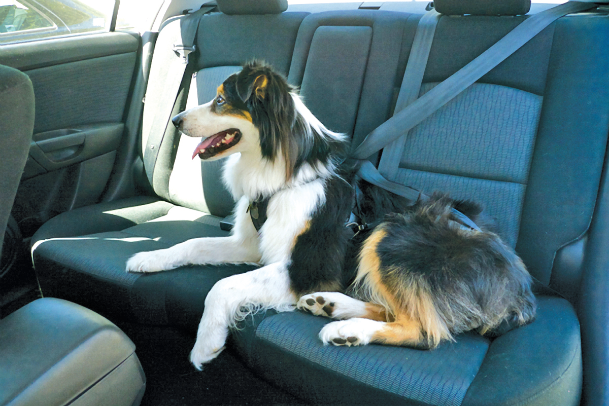 center for pet safety car harness